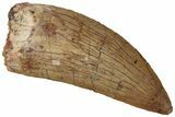 Serrated, Carcharodontosaurus Tooth - Real Dinosaur Tooth #311040-1